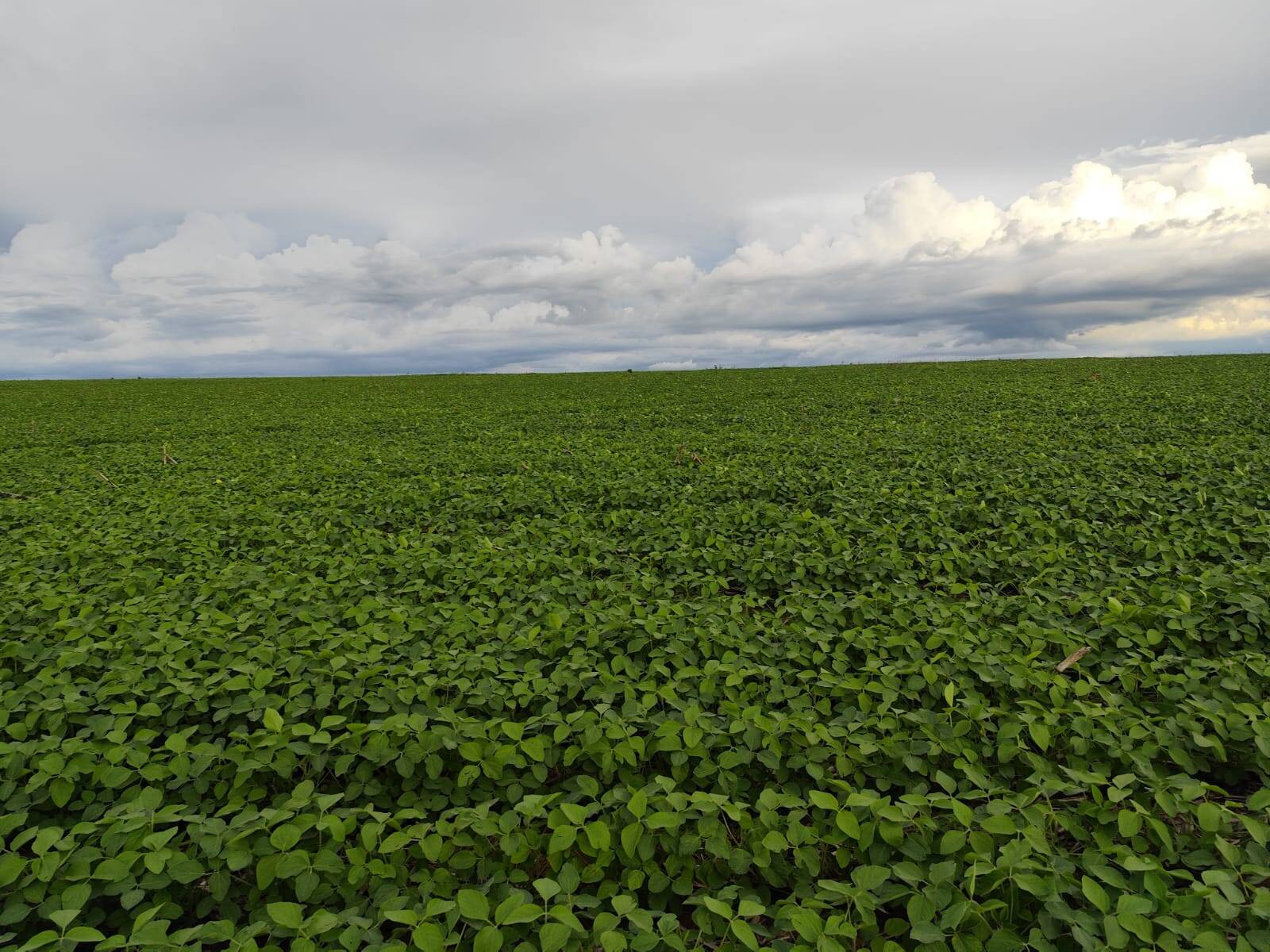 #1671 - Fazenda para Venda em Santa Cruz de Goiás - GO