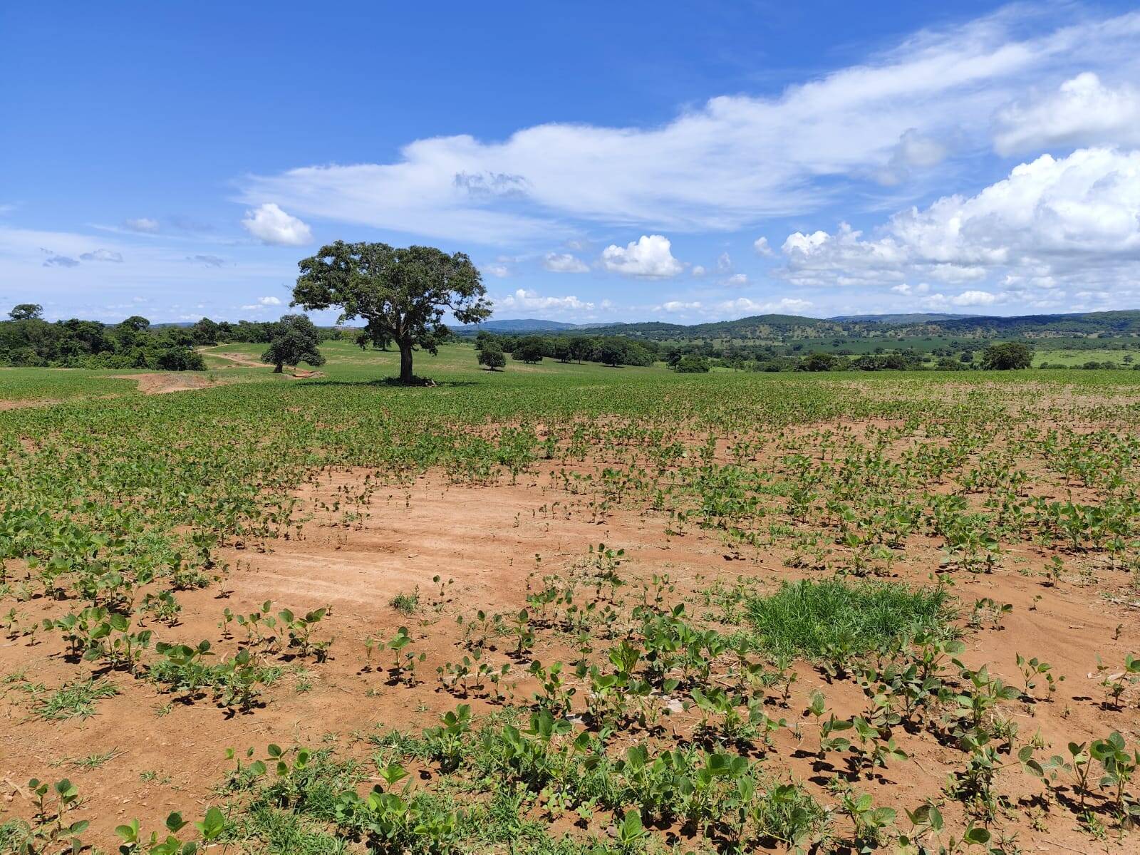 #1673 - Fazenda para Venda em Mairipotaba - GO